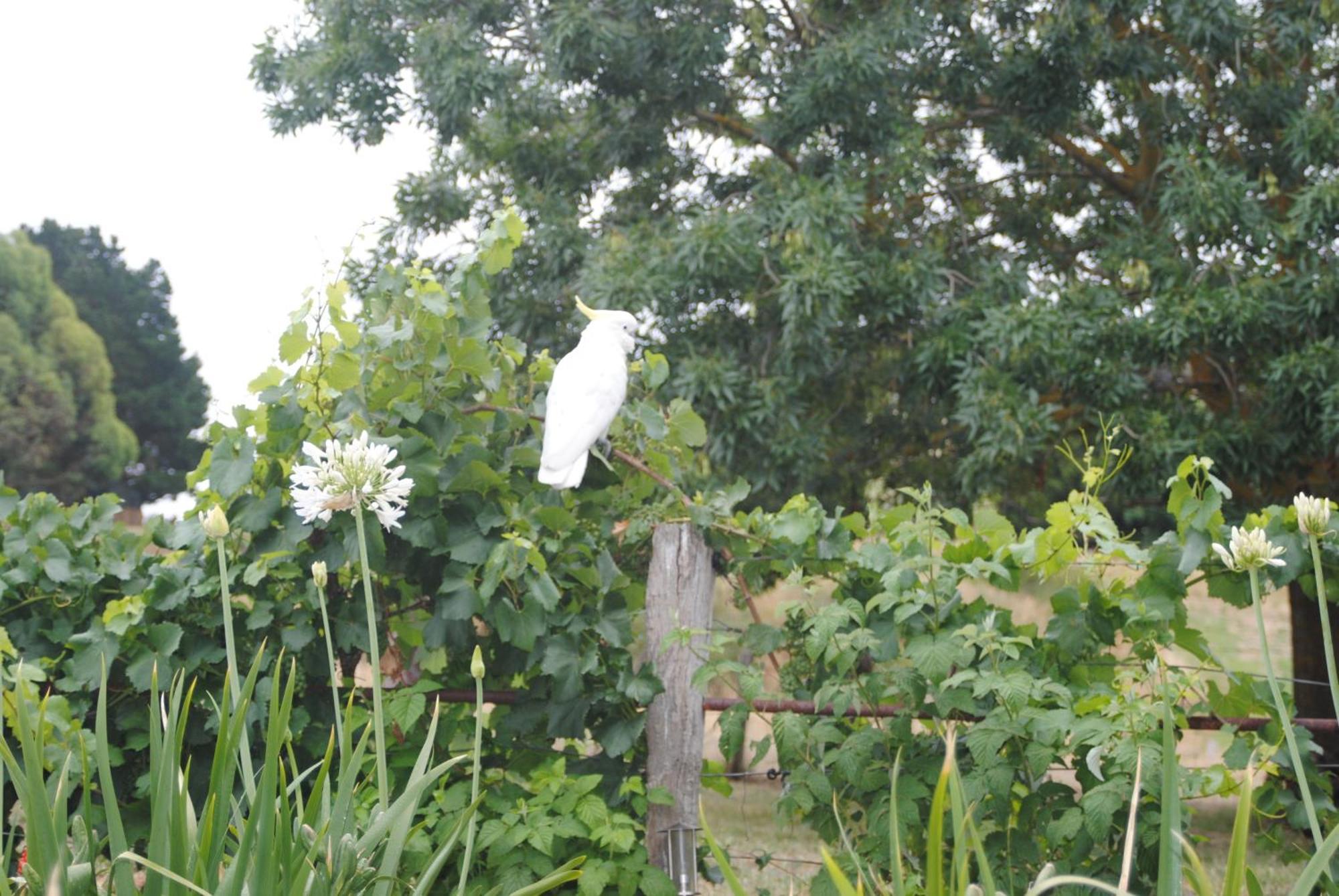 Bed and Breakfast Amble At Hahndorf Esterno foto