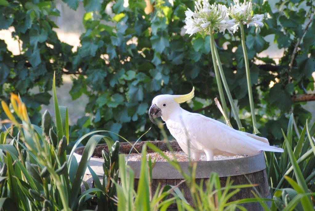 Bed and Breakfast Amble At Hahndorf Camera foto