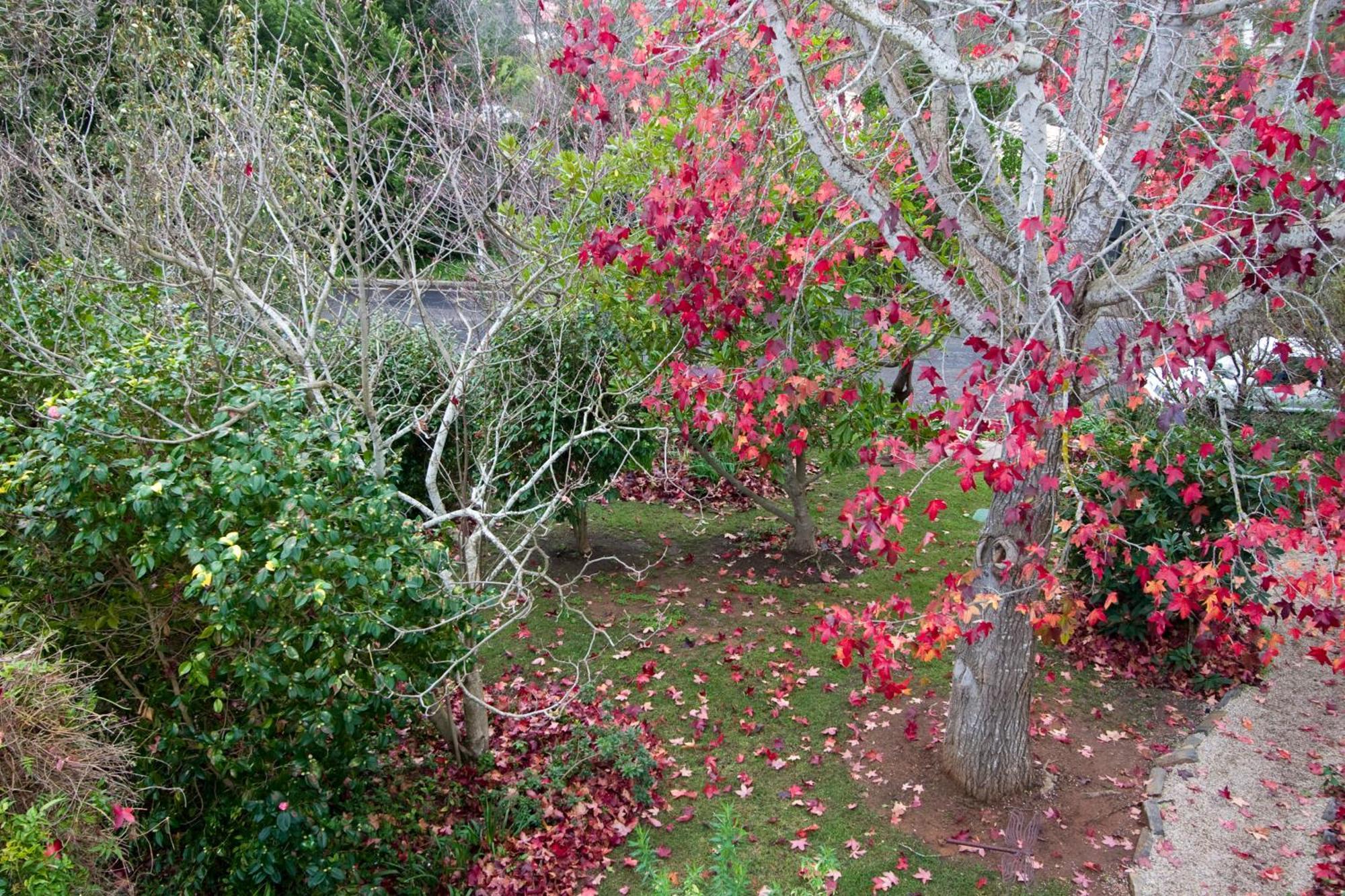 Bed and Breakfast Amble At Hahndorf Esterno foto