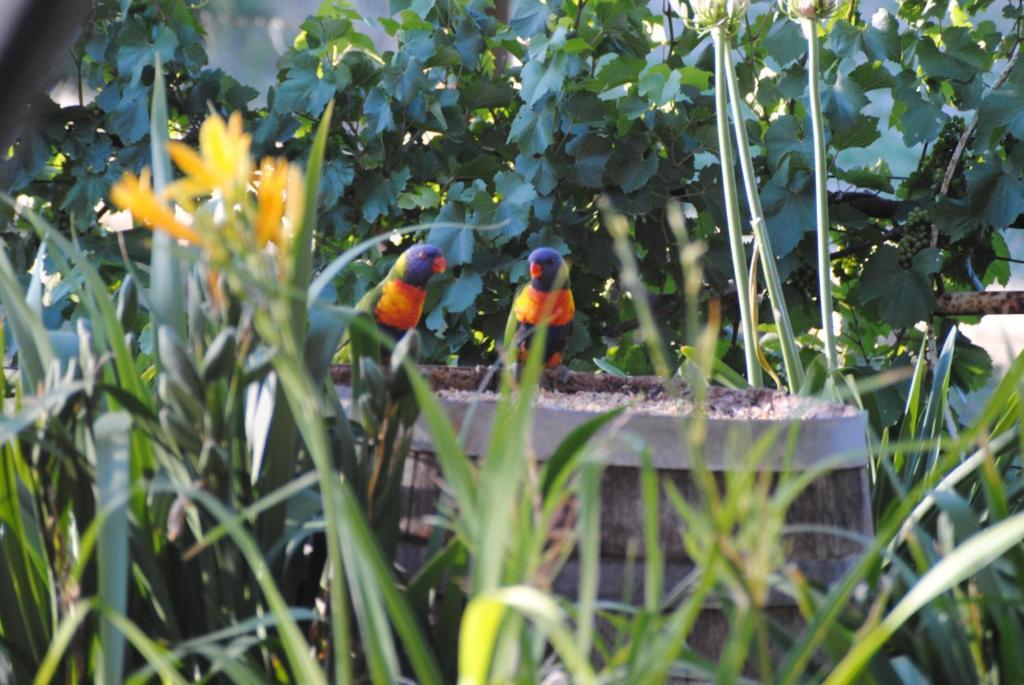 Bed and Breakfast Amble At Hahndorf Camera foto