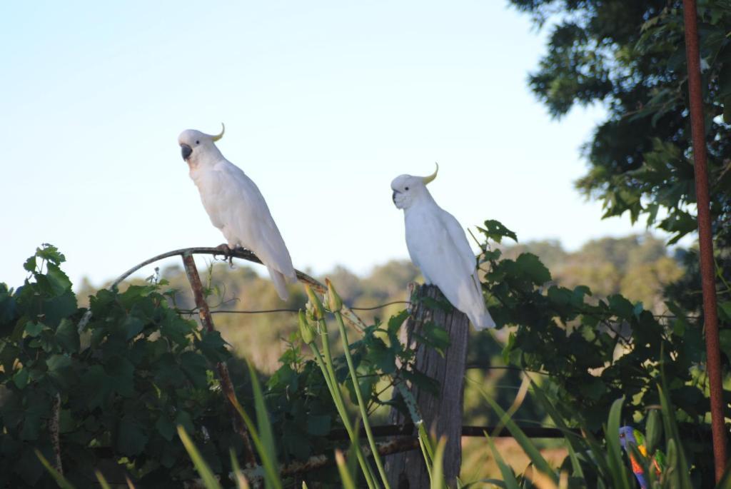 Bed and Breakfast Amble At Hahndorf Camera foto